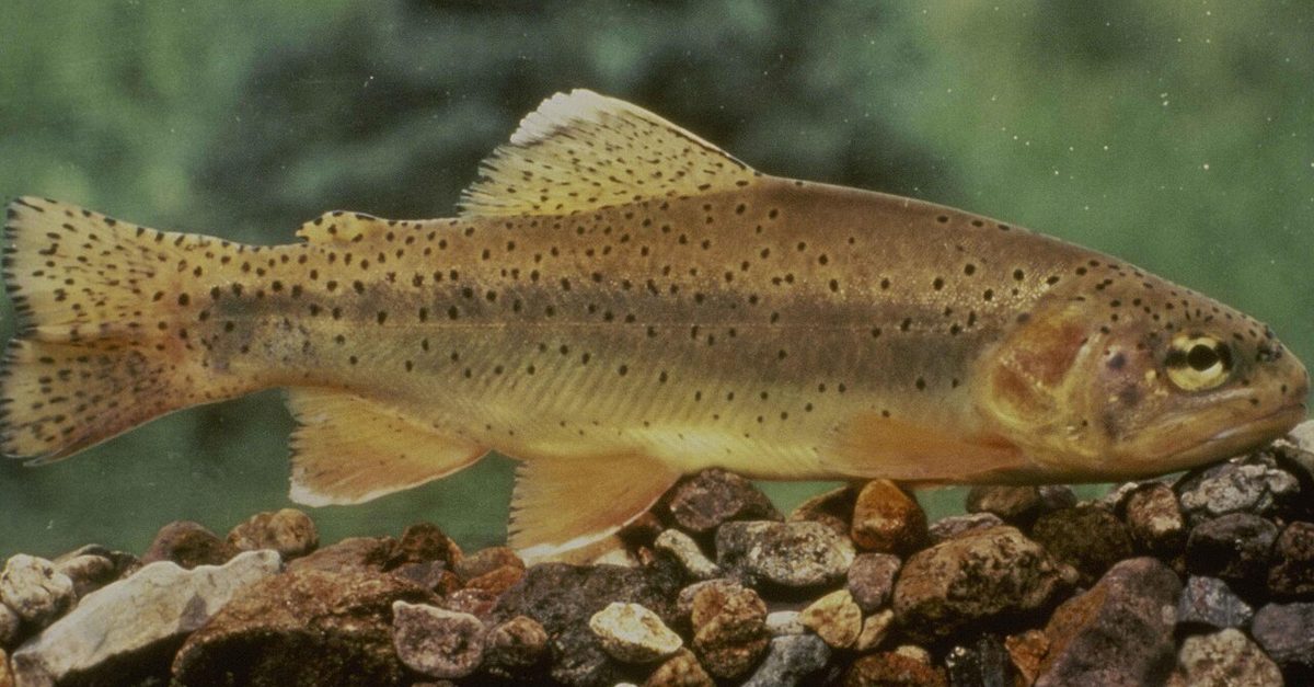 apache trout