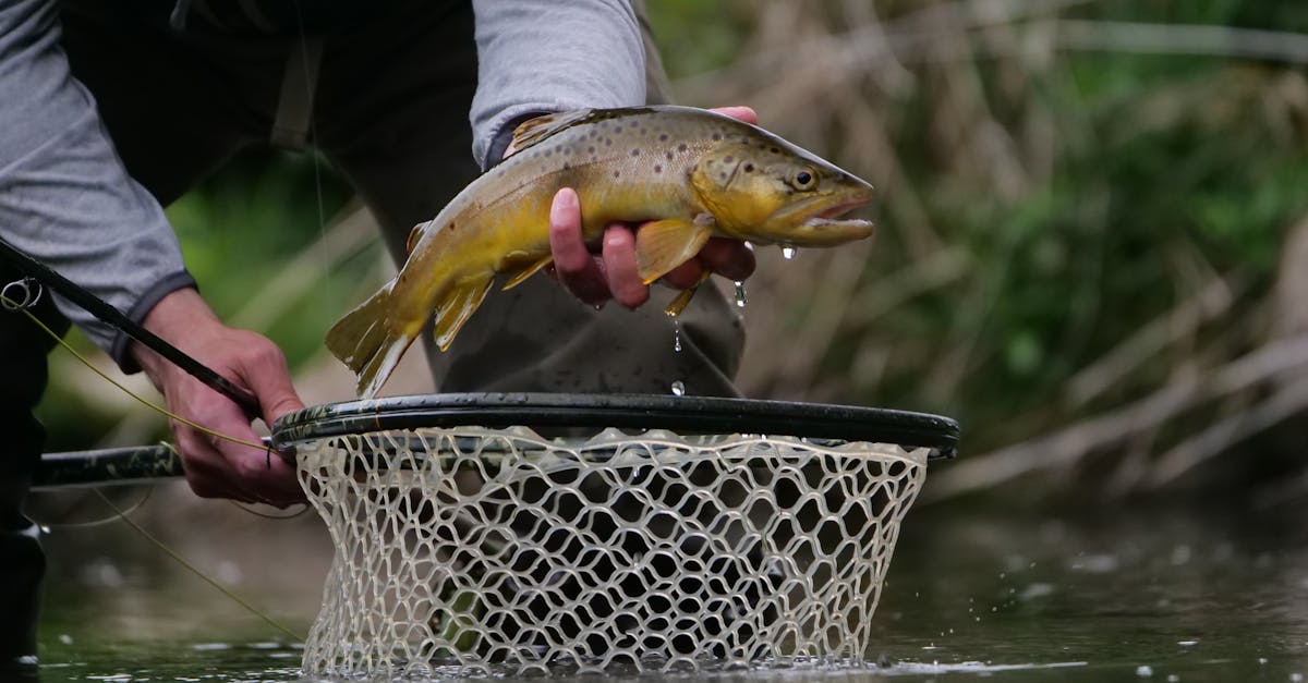 Brown Trout