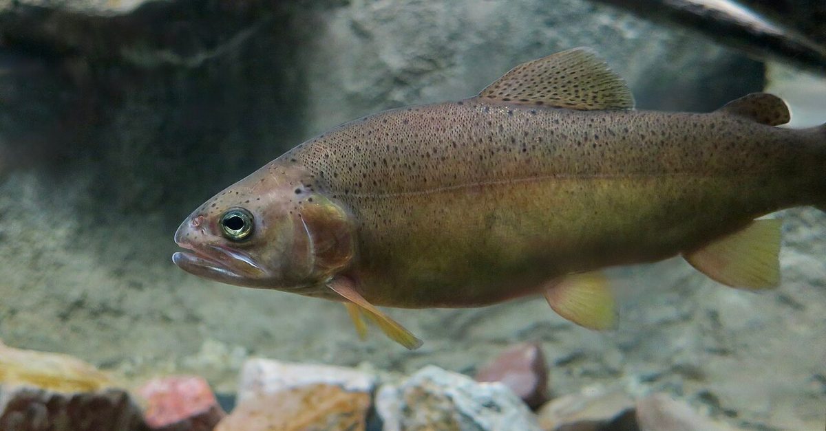 gila trout