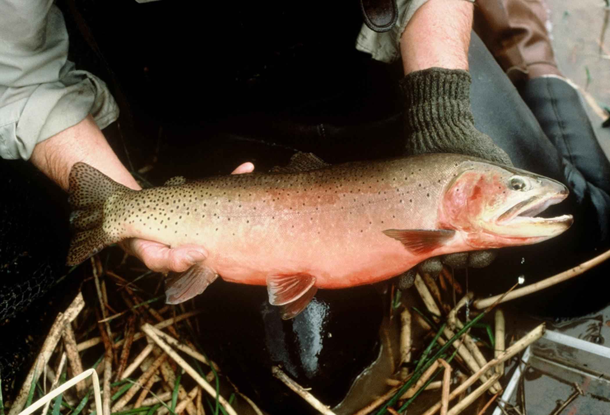greenback cutthroat