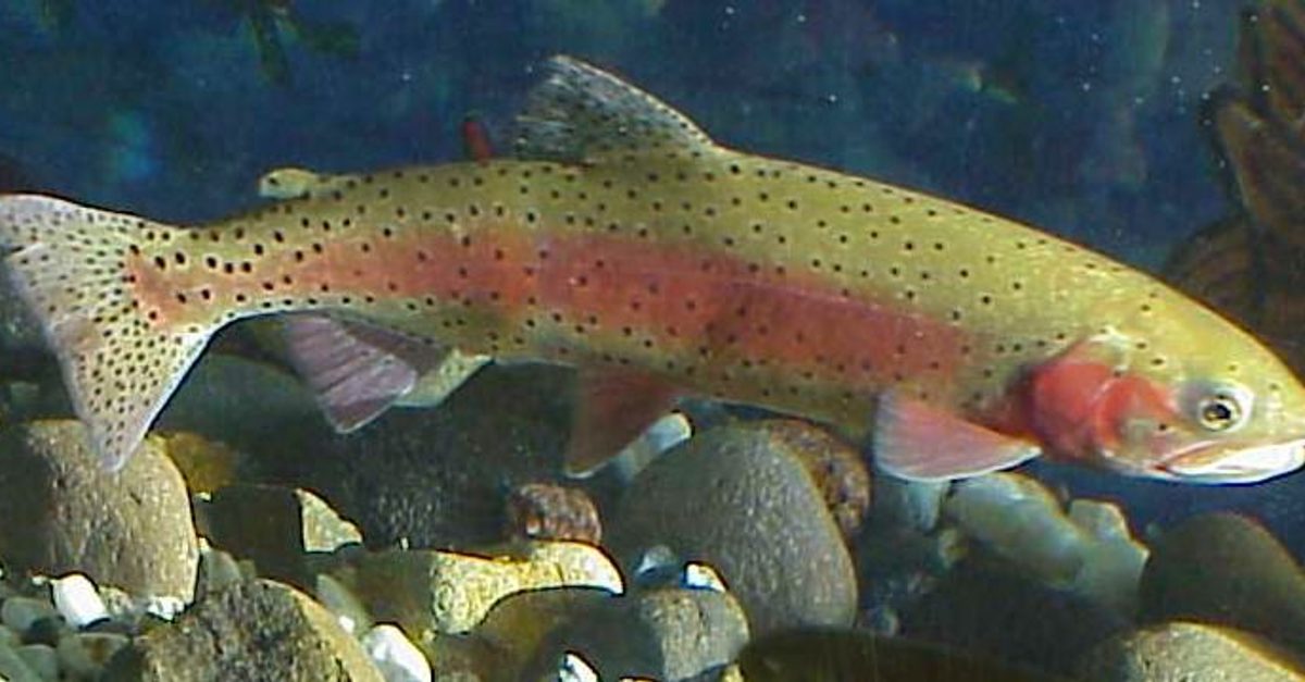 lahontan cutthroat