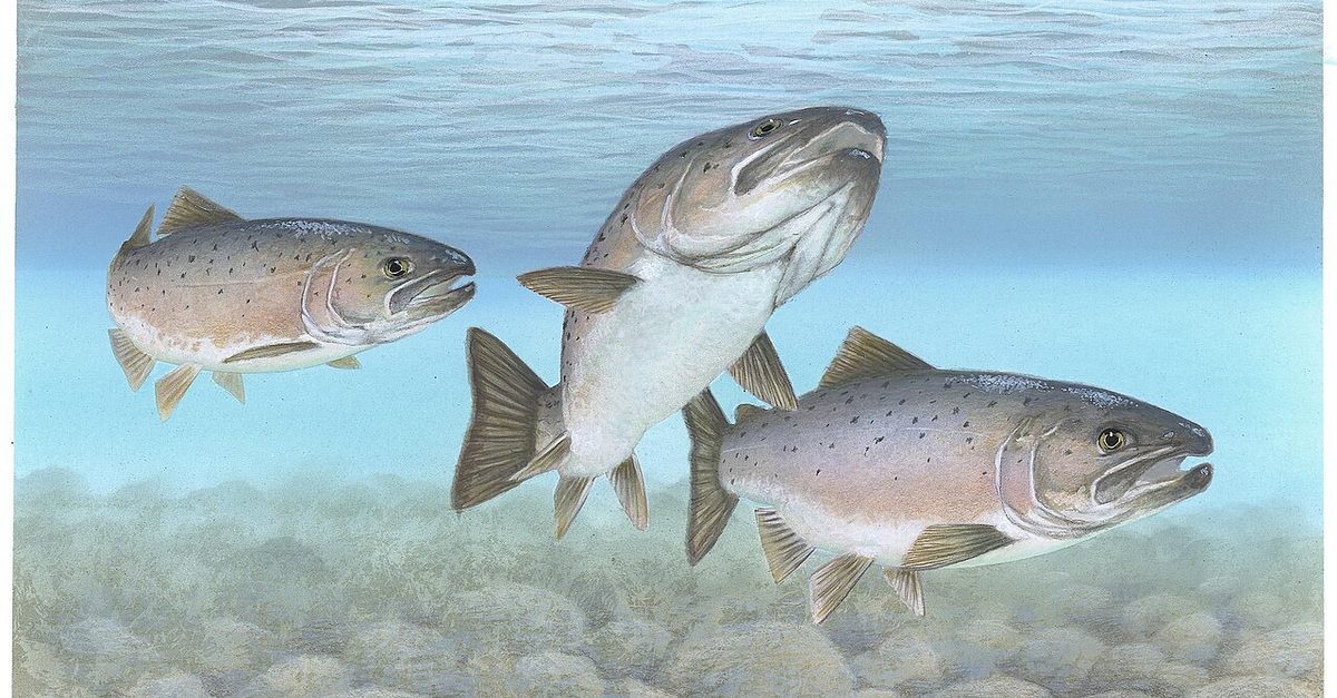 Landlocked Atlantic Salmon