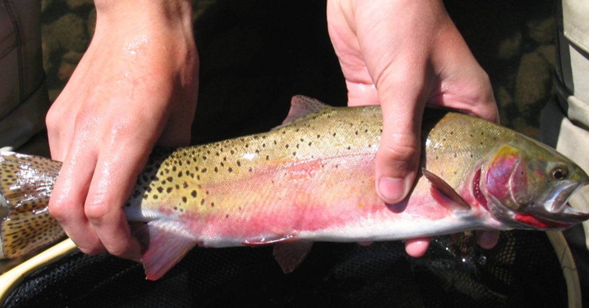 rio grande cutthroat