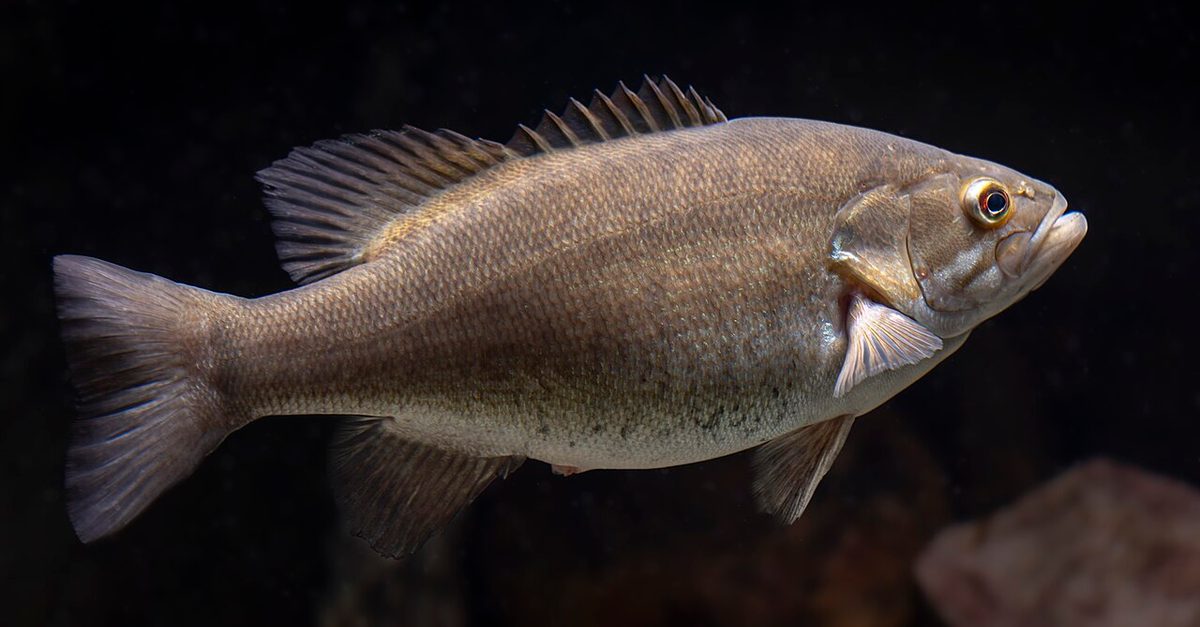 smallmouth bass