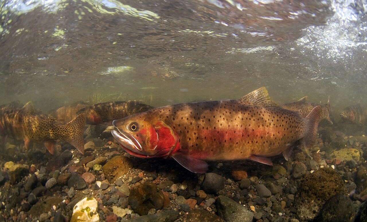 Yellowstone Cutthroat Trout